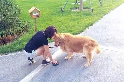 如何做一名合格的鏟屎官？