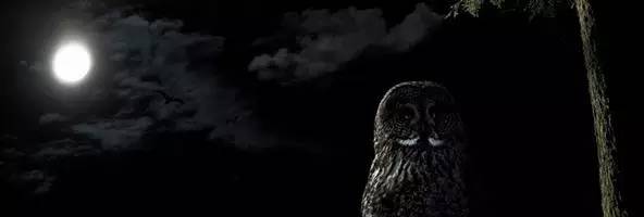 晚上不想睡，早上起不來(lái)？你可能是基因突變了