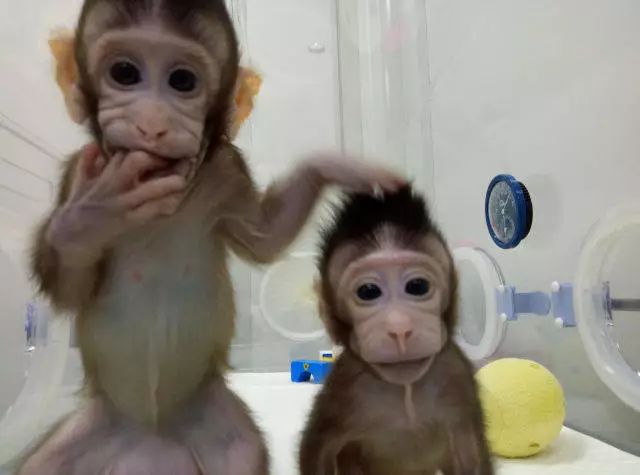 克隆猴誕生，尖端生物技術(shù)可以通過(guò)申請(qǐng)專利來(lái)保護(hù)嗎？