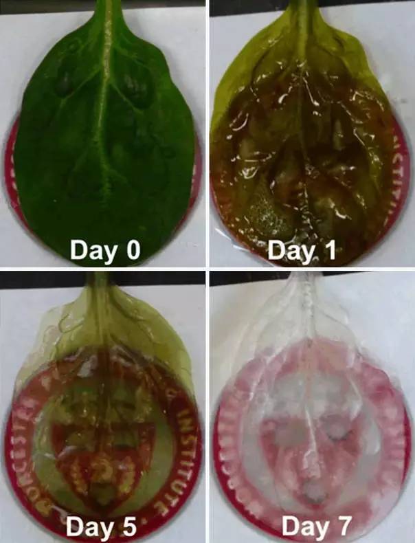 醫(yī)學(xué)黑科技！蘋果造人耳，菠菜做心臟？以后大家可能都是一盤菜…