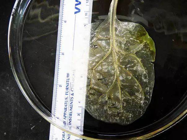 醫(yī)學(xué)黑科技！蘋果造人耳，菠菜做心臟？以后大家可能都是一盤菜…