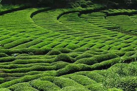號稱日本授權的宇治小山園竟是中國制造？