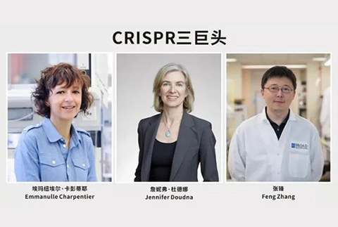 張鋒贏得專利、憾失諾獎，細(xì)數(shù)CRISPR基因編輯三巨頭之間的愛恨情仇