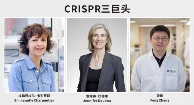 張鋒贏得專利、憾失諾獎，細(xì)數(shù)CRISPR基因編輯三巨頭之間的愛恨情仇
