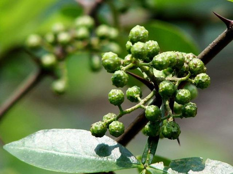 “青花椒”注冊在餐飲服務(wù)上究竟缺顯嗎？