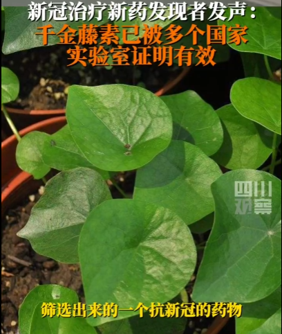 號稱抑制新冠病毒能力靠前的千金藤素，專利權利要求只有一句話