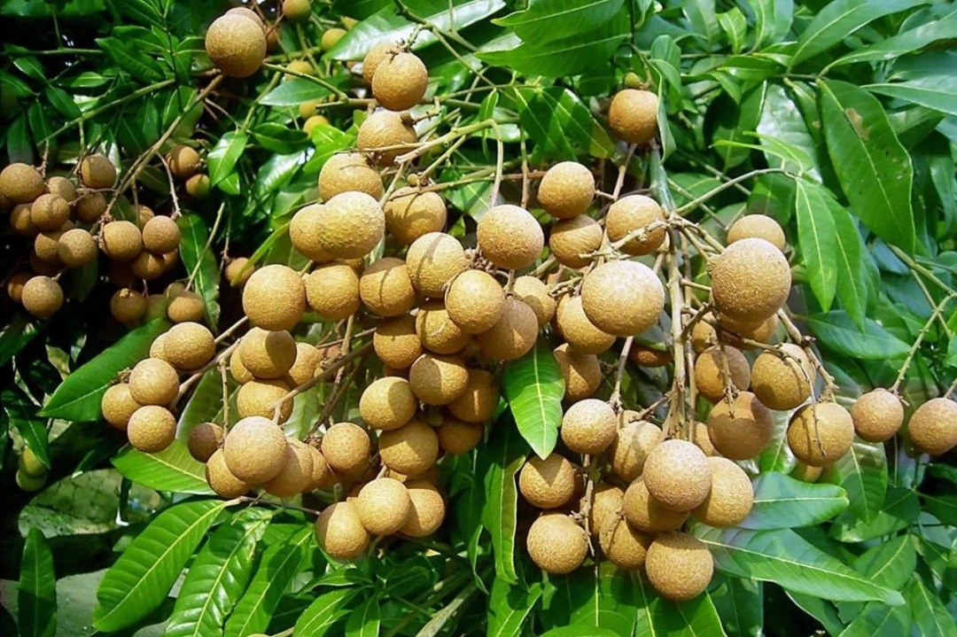 國慶地標游：瀘州桂圓俏銷，收好這份游玩攻略！