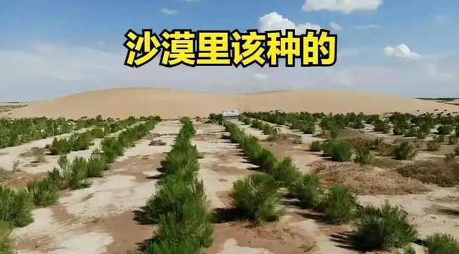 從專利申請(qǐng)的角度淺析沙漠種樹技術(shù)