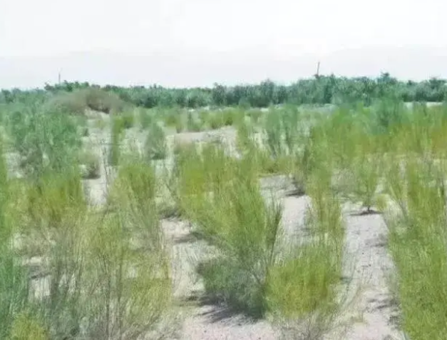 從專利申請(qǐng)的角度淺析沙漠種樹技術(shù)
